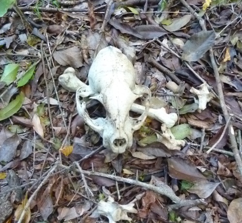 Remains of an unidentified animal